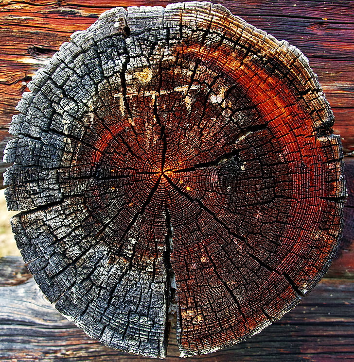 lubje, Krožni, krog, tekstura, lesa, drevo, deblo