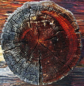 bark, cirkulær, runde, tekstur, tømmer, træ, træstamme