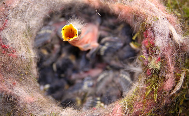 bird's nest, chicks, tit, bill, nest, feeding, hungry