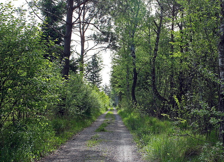 leśna ścieżka, Lane, lasu, drzewa, od, broń