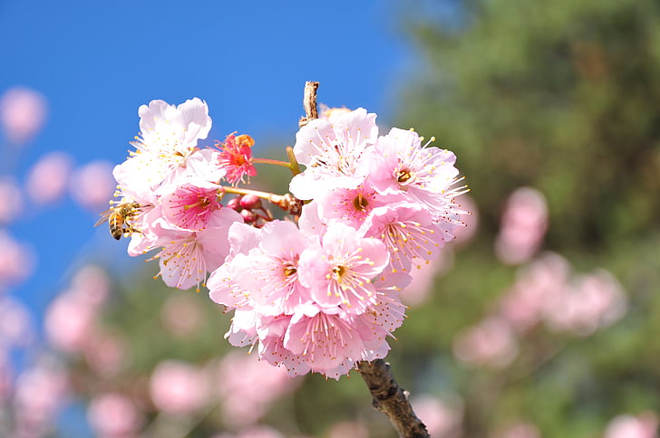 ciliegia, Florida, primavera, colore rosa, natura, albero, tempo di primavera
