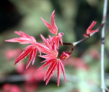 Acer corallinum, koks, atstāj, Pavasaris, sarkana, zaļa
