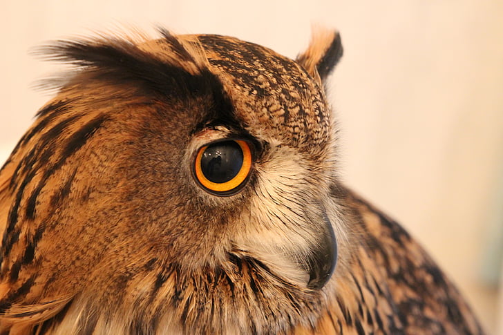 owl, look, brown, beak, feathers, raptor, bird