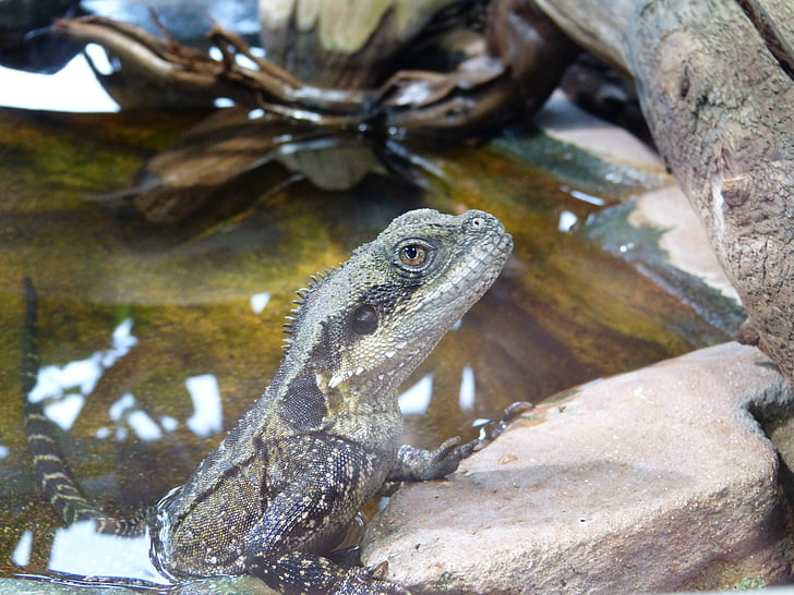Dragón de agua australiano, reptil, animal, escala, criatura
