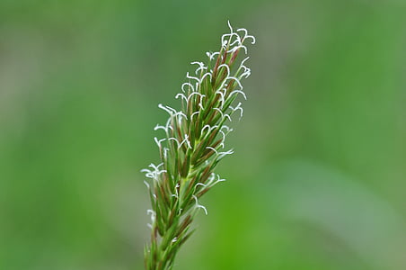 ordinary comb couch grass, comb grass, grassland plants, plant, blossom, bloom, flowering stems