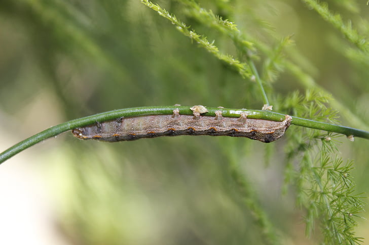 caterpillar, insect, animal, green, plant, nature, leaf