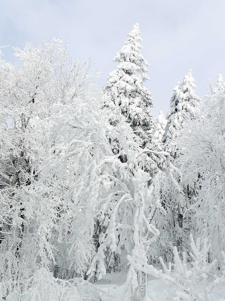 l'hivern, neu, gel, fred, hivernal, blanc, arbre