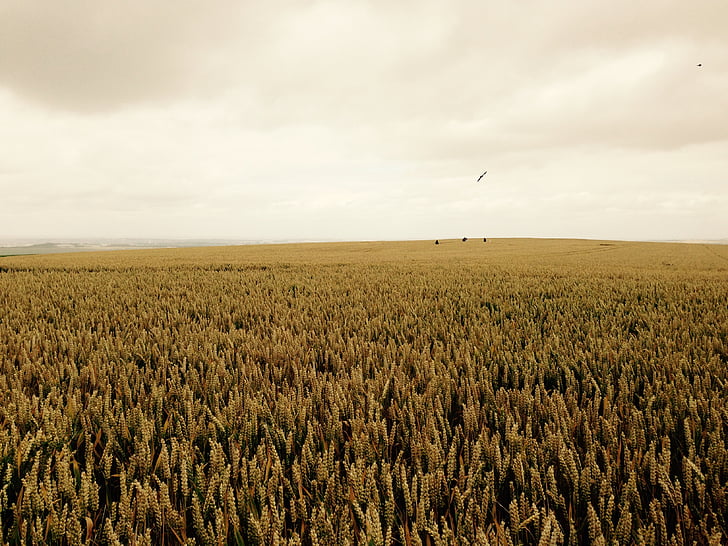 Grain, fältet, England, vete, jordbruk, landsbygdens scen, naturen