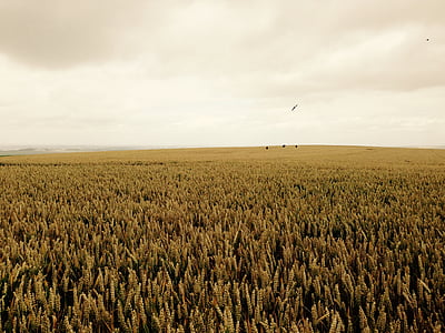 зърно, поле, Англия, пшеница, Селско стопанство, селски сцена, природата