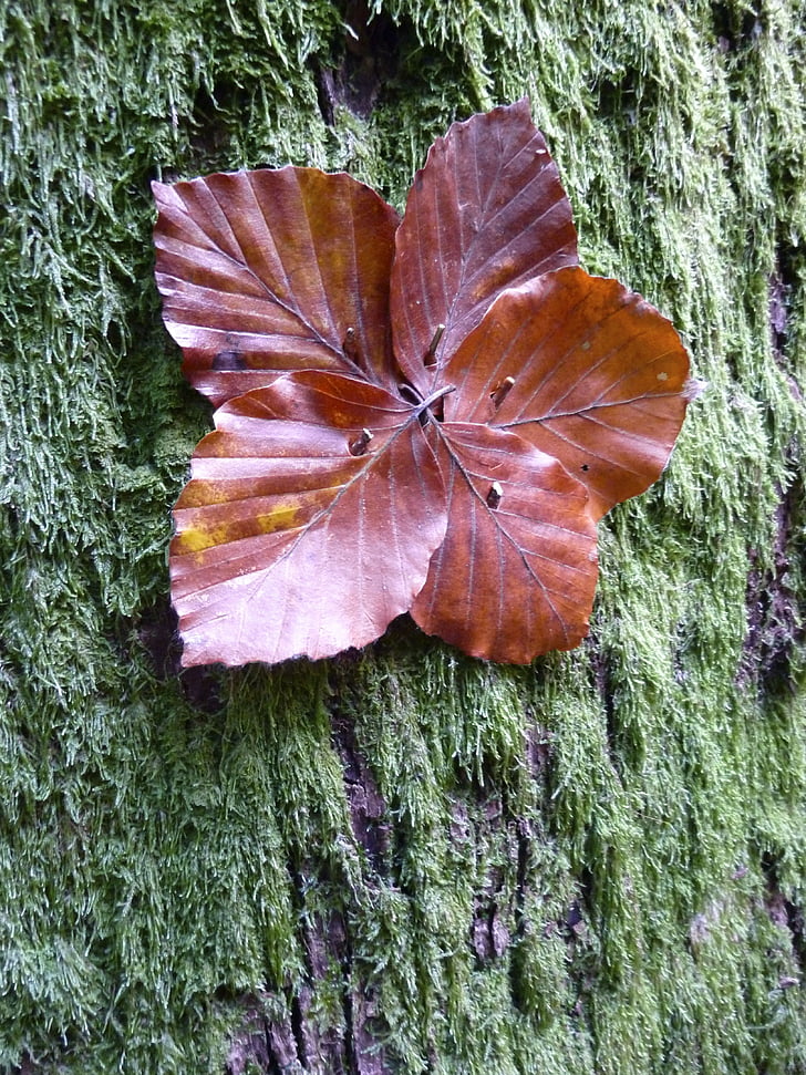 rudens, rudens krāsu, rudens lapas, rudens krāsas, atstāj, rudens meža, dižskabāržu lapās
