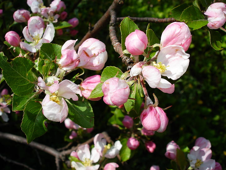 apple blossom, blossoms, tree, branch, spring, nature, blooms