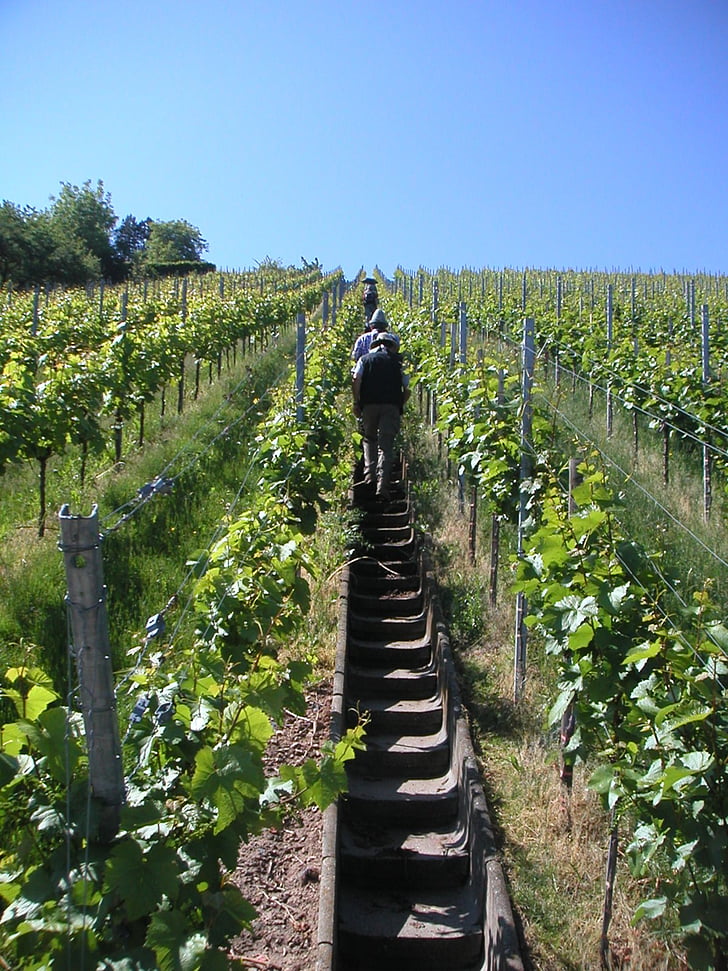 vineyard, gradually, rise, wanderer, remstal, agriculture, vine