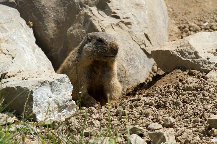 Marmot, jyrsijä, Alpine marmot, Alpine, Groundhog, Marmot engineering, niitty