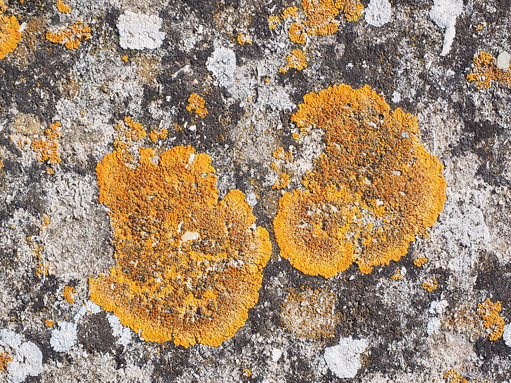běžné gelbflechte, Xanthoria parietina, kámen, vazba, oranžová, listy ve tvaru lišejník, široký laločnatý list COP