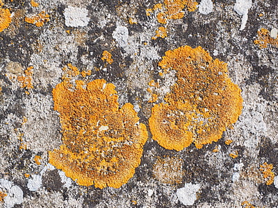обычный gelbflechte, Ксантория настенная, камень, плетение, оранжевый, лист формы лишайник, Коса широкое пятилопастных листьев