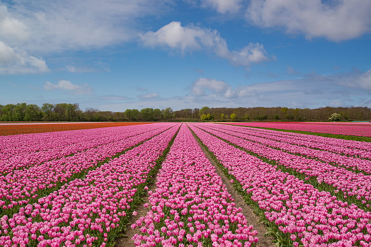 Pink, Tulip, pære, felt, forår, blomst, natur