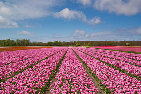 merah muda, Tulip, lampu, bidang, musim semi, bunga, alam