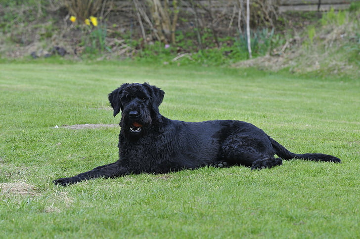 pies, Riesenschnauzer, ogród, czarny