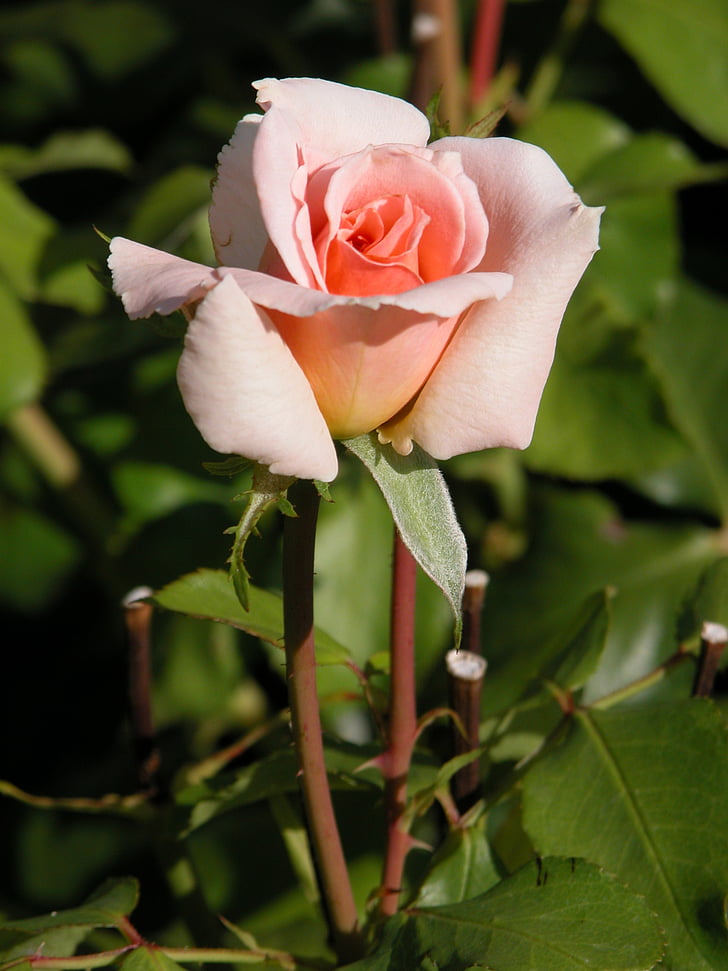 Rosa, fleur, nature, fleurs roses, jardin