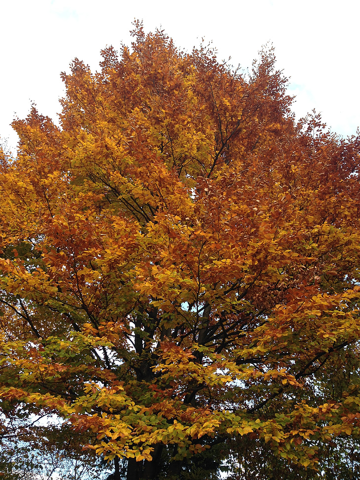 musim gugur, pohon, alam, daun