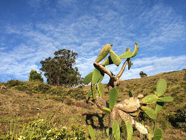 Kaktus, Azoren, Himmel
