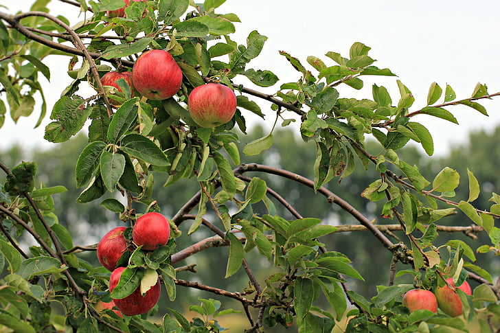 Apple, puu, toidu, terve, värske, punane, loodus
