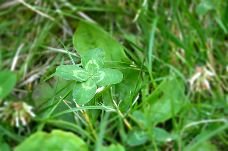 cloverleaf, hạnh phúc, cỏ ba lá, Meadow, màu xanh lá cây, biểu tượng, Sân vườn