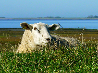 lambad, mis asuvad lambad, ohustatud looma, mis asub, loodus, karja, looma