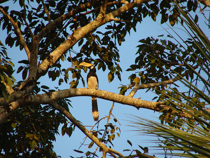 Cálao, Malabar pied, pájaro, ghats occidentales, Karnataka, India