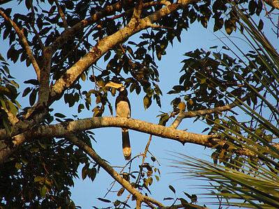Hồng hoàng, Malabar pied, con chim, Tây ghats, Karnataka, Ấn Độ