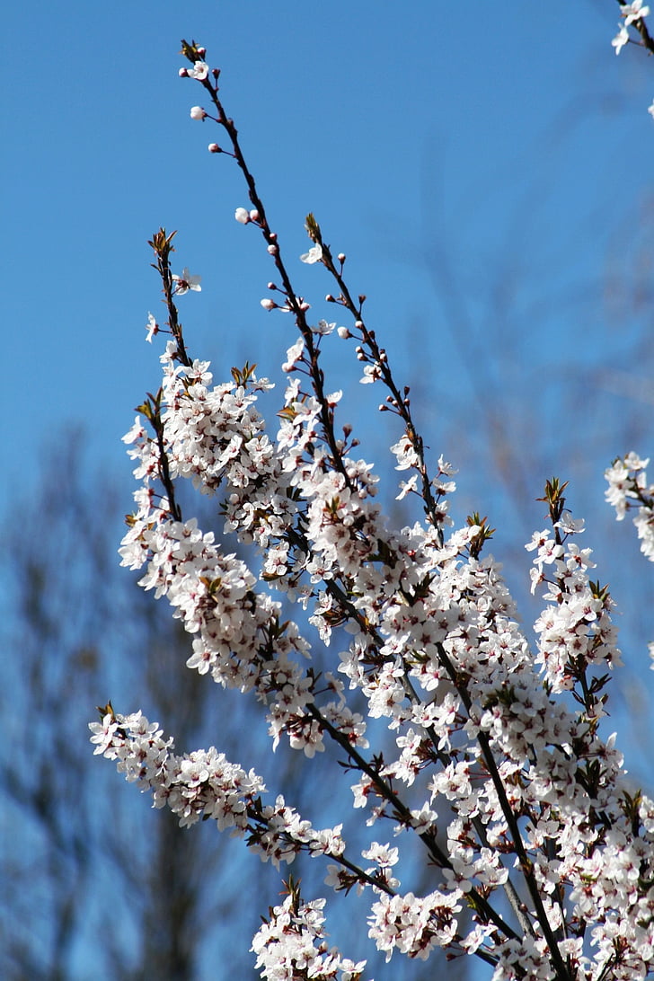 mùa xuân, nở hoa, Sân vườn, Tổng thống Bush, chi nhánh, ánh nắng mặt trời, Thiên nhiên