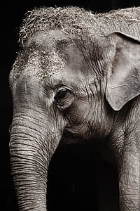 gris, elefant, negre, fons, fotografia, animal, ull