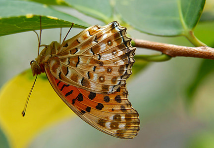 mariposa, fritillary de India, insectos, alas, colorido, hoja, naturaleza