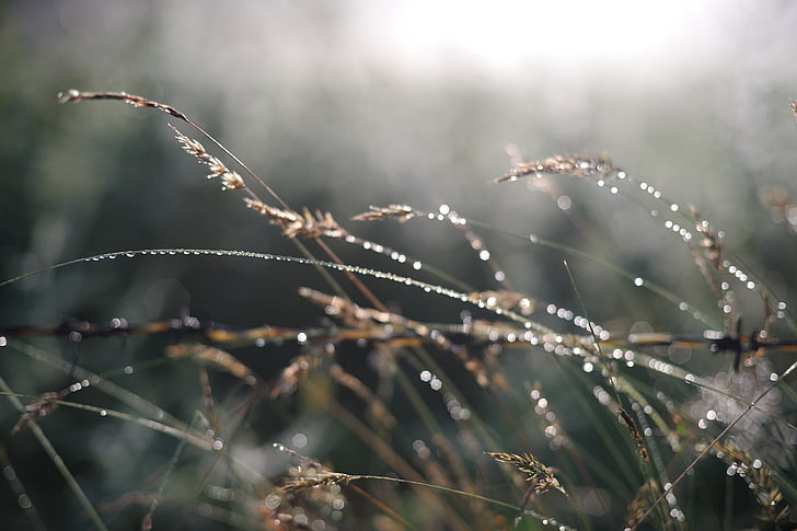 plant, the morning dew, plateau, natural, nature, dew, frost