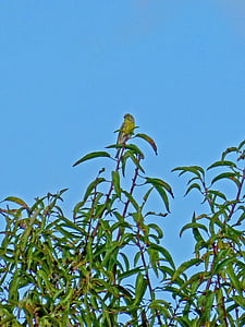golden oriole, almond tree, bird, yellow, sky, zoo, park