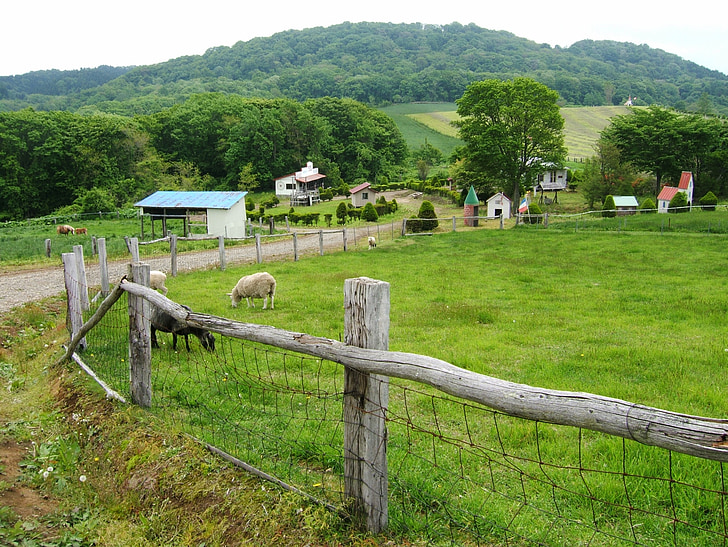 landskap, Ranch, Japan, Hokkaido, staket, fåren, fredliga