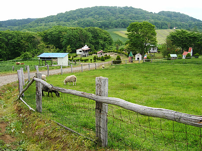 paisagem, rancho, Japão, Hokkaido, cerca, ovelhas, pacífica