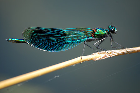 jomfru fly, sammenbundet demoiselle, insekt, makro, calopteryx splendens, striper, demoiselle