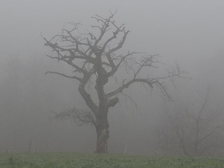 ομίχλη, δέντρο, άχρωμο, φύση