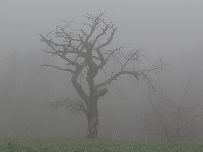 nevoeiro, árvore, incolor, natureza