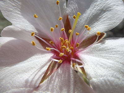 flor de amêndoa, pétalas, estigma, detalhe, geometria da planta, pistilos, natureza