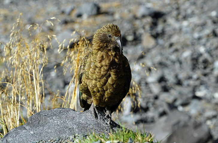Kea, Mountain papegøje, New Zealand, bjerge, papegøje, et dyr, fugl