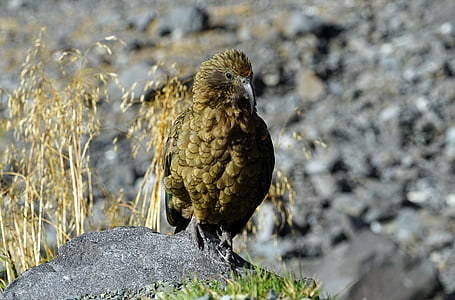 Kea, Papagalul de munte, Noua Zeelandă, Munţii, papagal, un animal, pasăre