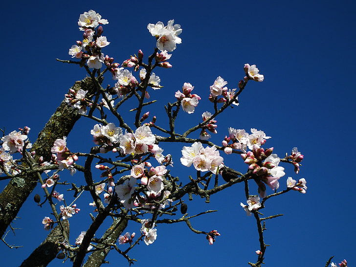 bunga, almond bunga, pohon almond