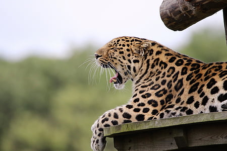 léopard, gros chat, animal, mammifère, faune, gros, Predator