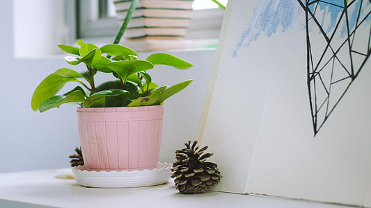 indoor, potted plants, desktop, flower Pot, plant
