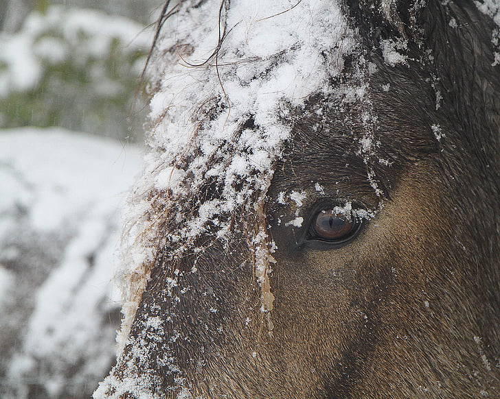 winter, horse, snow, cold, nature, farm, animal