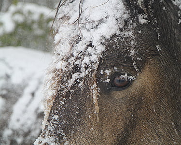 mùa đông, con ngựa, tuyết, lạnh, Thiên nhiên, Trang trại, động vật