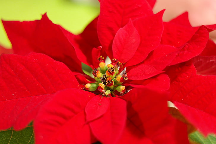 Vánoční hvězda, květ, květ, Bloom, červená, Euphorbia pulcherrima, makro