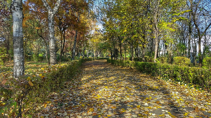sunny, leaves, trees, autumn